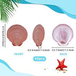 40 шт. натуральная ракушка для украшения аквариума&nbsp;SHEL-PH0001-68