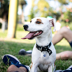 Сплав эмали подвески&nbsp;ENAM-TAC0001-05A