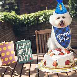 Набор для вечеринки по случаю дня рождения из полиэстера и поликоттона с шапочкой&nbsp;AJEW-WH20010-97