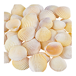 40 шт. натуральная ракушка для украшения аквариума&nbsp;SHEL-PH0001-69C