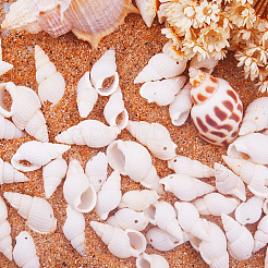 1 коробка спиральные морские раковины окрашенные бусины и прелести с отверстиями для ювелирных изделий&nbsp;BSHE-PH0001-01