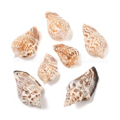 Натуральные раковины бисера&nbsp;X-BSHE-O007-57