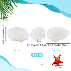 40 шт. натуральная ракушка для украшения аквариума&nbsp;SHEL-PH0001-69B
