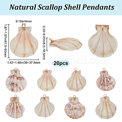 20 шт. подвески из натуральной окрашенной ракушки гребешка&nbsp;FIND-BBC0003-15