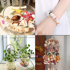 Красивые пляжные морские раковины&nbsp;SSHEL-PH0004-17