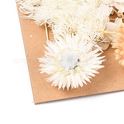 Сушеный цветок DIY-B018-02