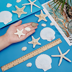 30 шт. 4 стиля натуральной ракушки для украшения дома&nbsp;AJEW-OC0014-08