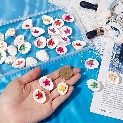 32 шт. летние пляжные подвески из натуральных ракушек&nbsp;FIND-SC0012-34