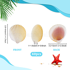 40 шт. натуральная ракушка для украшения аквариума&nbsp;SHEL-PH0001-69C
