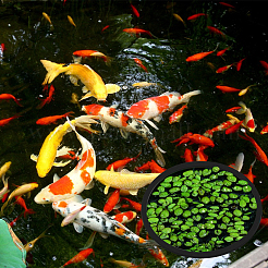 28 шт. 2 стиля плавающего кольца для аквариумных растений из вспененного eva&nbsp;AJEW-BC0010-09B