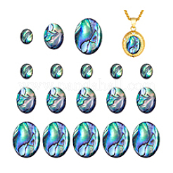 18 шт. 3 стиля натуральных кабошонов из ракушек пауа&nbsp;SSHEL-PH0001-43