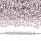 TOHO 11/0 Demi Round Beads, Japanese Seed Beads, (786) Inside Color AB Crystal/Pale Lavender Lined, 2.2x0.9mm, Hole: 0.8mm, about 78000pcs/pound(450g)