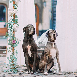 Регулируемый полиэстеровый ошейник для собак и свадебная фата для невесты&nbsp;AJEW-DR0001-74