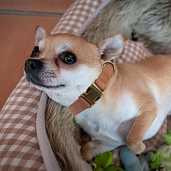 Ошейник для собак из искусственной кожи&nbsp;AJEW-WH20070-093B-05