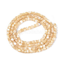 Нити бусин из натуральных трохоидных/трохус ракушек&nbsp;SSHEL-N041-04A-02