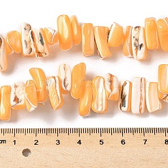 Окрашенные нити натуральных бусин-ракушек трохуса&nbsp;SSHEL-C013-09C