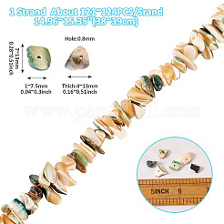 1 нить бусин из натуральных ракушек&nbsp;SSHEL-TA0001-12