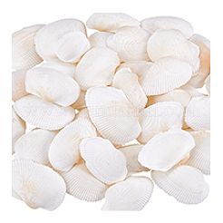 40 шт. натуральная ракушка для украшения аквариума&nbsp;SHEL-PH0001-69B