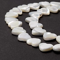 Бусины из натуральных трохоидных/трохус ракушек&nbsp;SSHEL-O001-27B