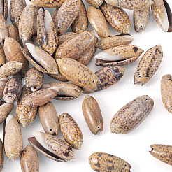 50 шт. подвески из натуральной спиральной ракушки&nbsp;SSHEL-CW0001-01