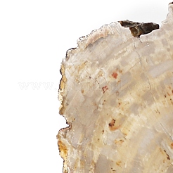 Подставки для книг из натурального окаменелого дерева&nbsp;AJEW-H157-12