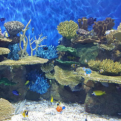 6 шт. 6 цвета черепаховое стекло украшения для дома&nbsp;DJEW-GF0001-60