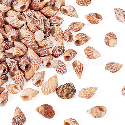 Натуральная раковина&nbsp;FIND-TAC0026-10D-1