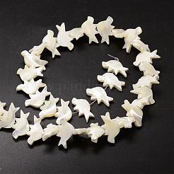 Нити бусин из натуральных трохоидных/трохус ракушек SSHEL-K014-01-A