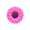 Food Grade Eco-Friendly Silicone Focal Beads, Daisy, Magenta, 20x20mm, Hole: 2mm