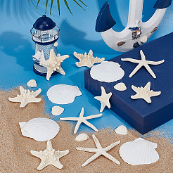 30 шт. 4 стиля натуральной ракушки для украшения дома&nbsp;AJEW-OC0014-08