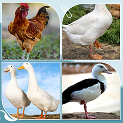 Наборы для самостоятельного изготовления колец для ног&nbsp;DIY-WR0012-63