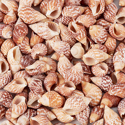 Натуральная раковина&nbsp;FIND-TAC0026-10D-1