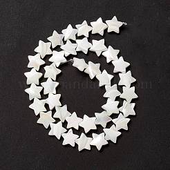 Бусины из натуральных трохоидных/трохус ракушек&nbsp;SSHEL-O001-25D-01