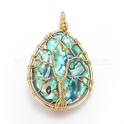 Раковины ушка / Paua Shellwire завернутые большие подвески&nbsp;SSHEL-L008-58