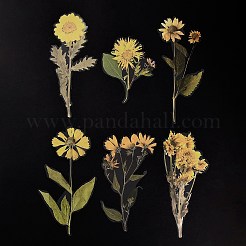 6 шт. клейкие водонепроницаемые наклейки для домашних животных&nbsp;DIY-K074-01D