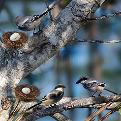 Джутовый шпагат имитация птичьего гнезда&nbsp;AJEW-WH20121-14B