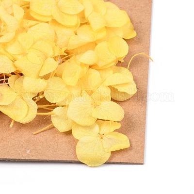 Сушеный цветок&nbsp;DIY-B018-13-1