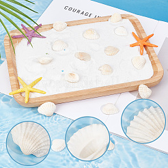 300 шт. натуральные бусины из ракушек&nbsp;SSHEL-SP0001-03