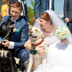 Ошейник для домашних животных из искусственной кожи&nbsp;AJEW-WH0270-935A