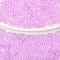 10G Cylinder Seed Beads, Frosted AB Colors, Round Hole, Uniform Size, Violet, 2x1.5mm, Hole: 0.8mm
