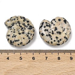 Декоративные раковины из натурального далматинского яшмового камня.&nbsp;DJEW-D303-01N