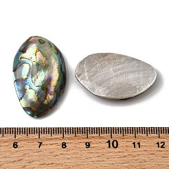 Естественно Ракушка Пауа кабошоны SSHEL-S280-01B