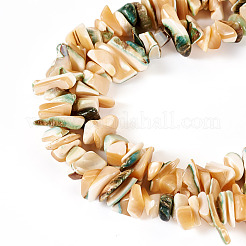1 нить бусин из натуральных ракушек&nbsp;SSHEL-TA0001-12