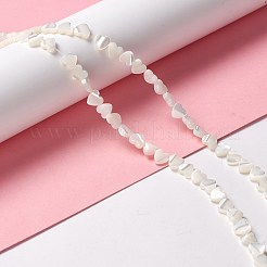 Бусины из натуральных трохоидных/трохус ракушек&nbsp;SSHEL-O001-27A