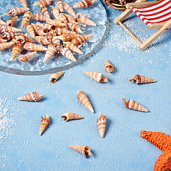 Натуральная раковина&nbsp;FIND-TAC0026-10C