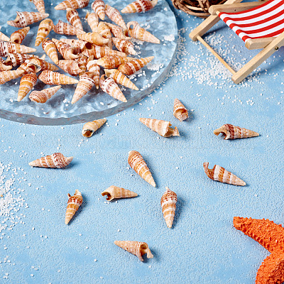 Натуральная раковина&nbsp;FIND-TAC0026-10C-1