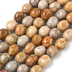 Природные окаменелые коралловые бусы пряди&nbsp;G-C038-02T