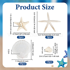 30 шт. 4 стиля натуральной ракушки для украшения дома&nbsp;AJEW-OC0014-08