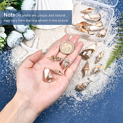 16 шт. 4 подвески в виде спиральных ракушек с гальваническим покрытием&nbsp;SSHEL-SC0001-19