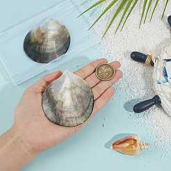 3 шт. натуральное черное украшение для губ в виде ракушки&nbsp;AJEW-BC0009-57